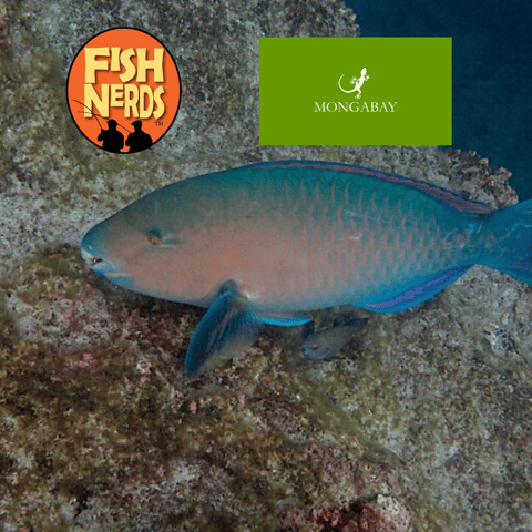 Erik Hoffner Monga Bay and Sex with Clown Fish EP 348