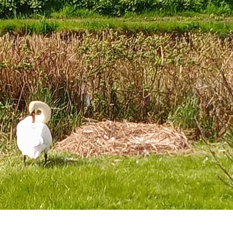 Just shadows on a summer lawn