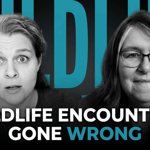 Don't Pet the Fluffy Cows: How to Safely Share Spaces With Wildlife on the Road