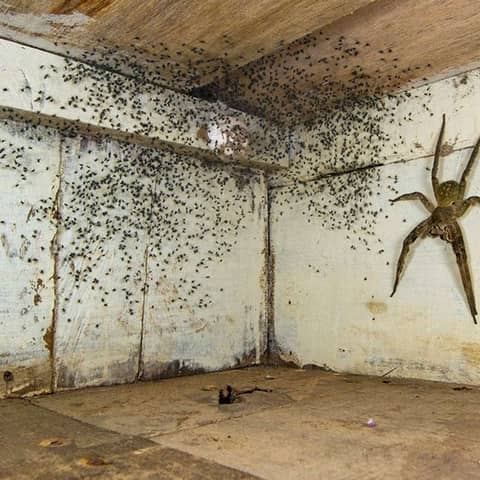 SPIDERS - Household Deterrents for Spiders