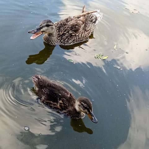 The Consolation of Ducks