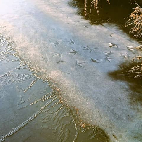 Canal Life (Now and Future)