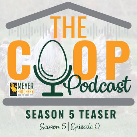 Welcome Back to The Coop Podcast, A Poultry Podcast for Backyard Chicken Keepers