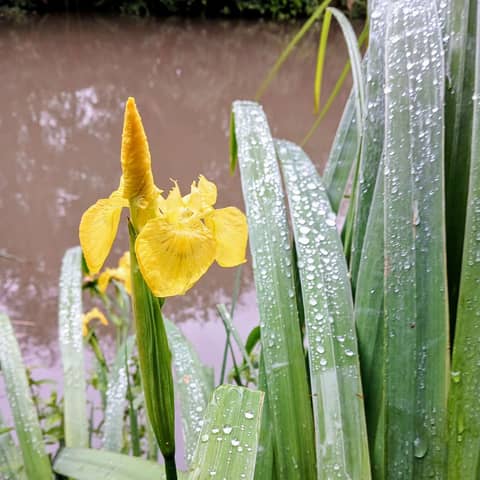 A brooding sky and mirrored waters (Fen Country)