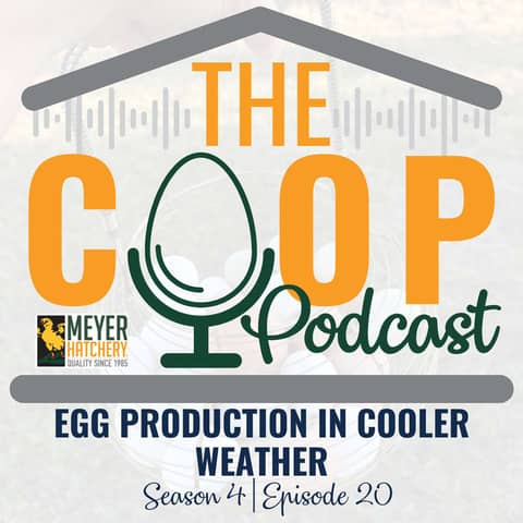 Egg Production in Cooler Weather