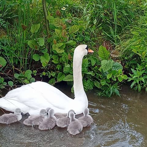 The Children of the Children of Lir