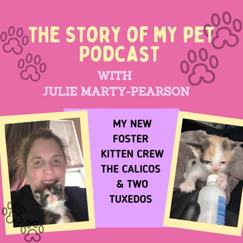 New Foster Kittens: The Calicos and Two Tuxedos