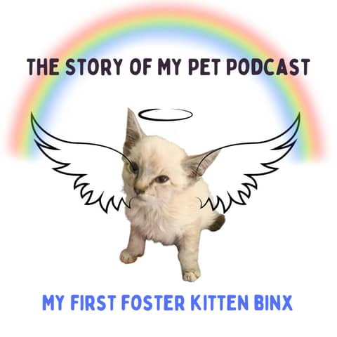 My First Foster Kitten Binx