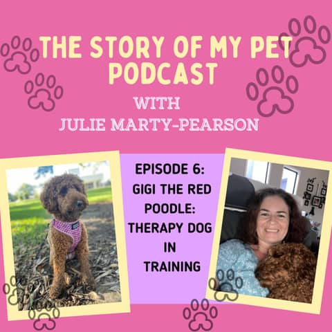 Gigi, Therapy Dog in Training