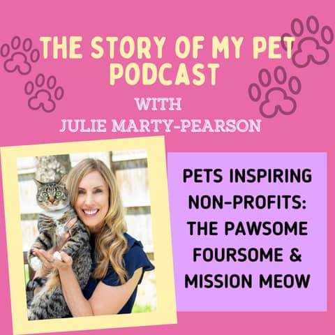 Amazing Cats Inspiring Nonprofit Mission Meow