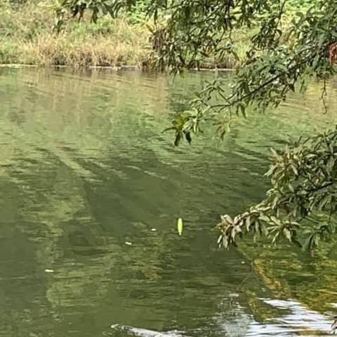 GROW; A Butterfly is Emerging