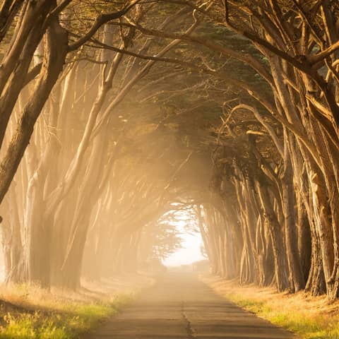 The COST OF OPPORTUNITY COST