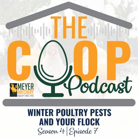 Winter Poultry Pests and Your Flock