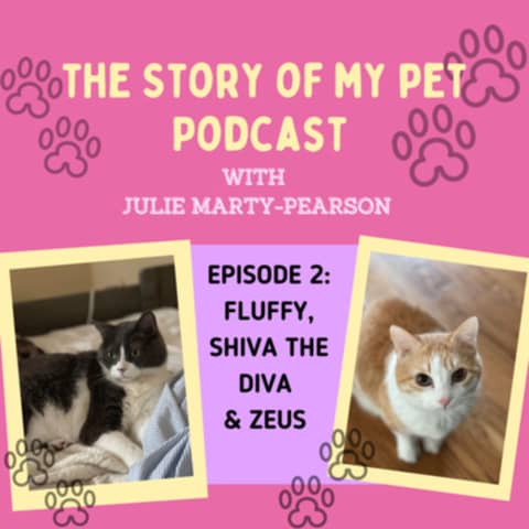 All About Cats! Fluffy, Shiva the Diva, & Zeus