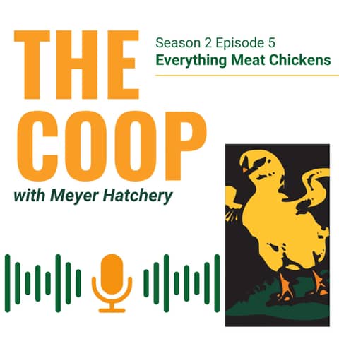 Everything Meat Chickens