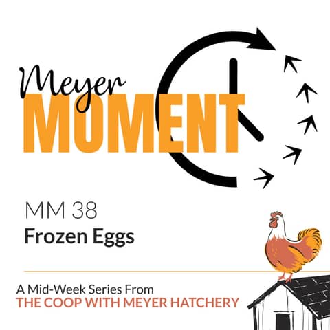 Meyer Moment: Frozen Eggs