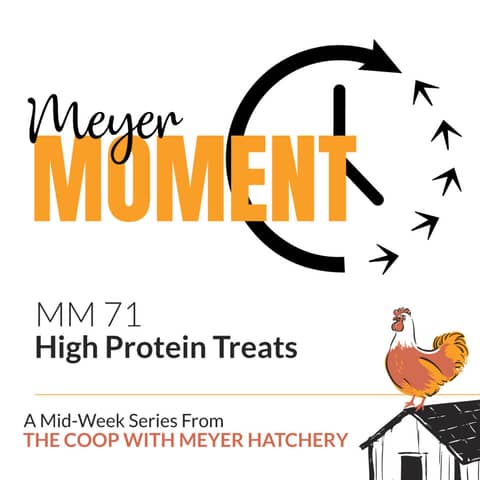 Meyer Moment: High Protein Treats