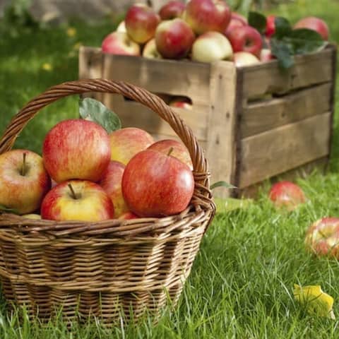 15 - Apple Picking - The Ultimate Fall Pastime, with Stepp's Hillcrest Orchard