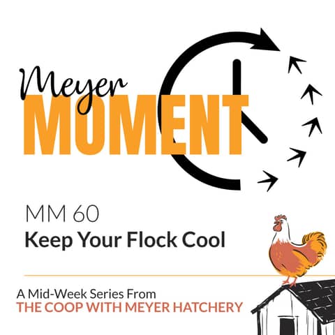 Meyer Moment: Keep Your Flock Cool