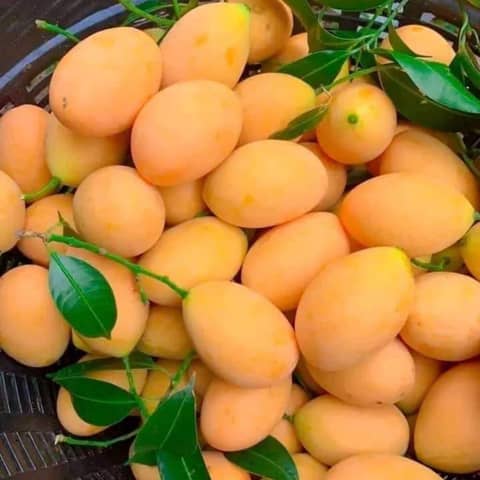 When life hands you Lemons; We are who we shall become; We are GROW When life hands you Lemons; We are who we shall become; We are GROW