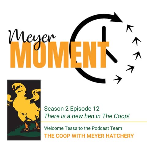 There is a new hen in The Coop!