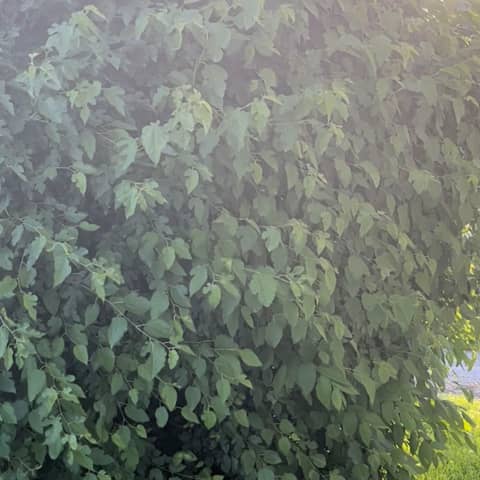 1776? Be Independent with God, all about money, Funny honey💫💞