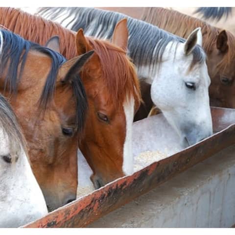 Ashley On - Hempseed as Horse Feed with Kristine Ely, PhD.