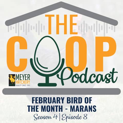 February Bird of the Month - Marans!