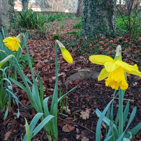 Walking Home (In fading light)