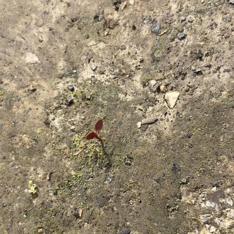 From Negro to Shero, it has been a Journey to GROW!  To God be the Glory!