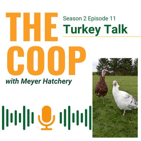 Turkey Talk