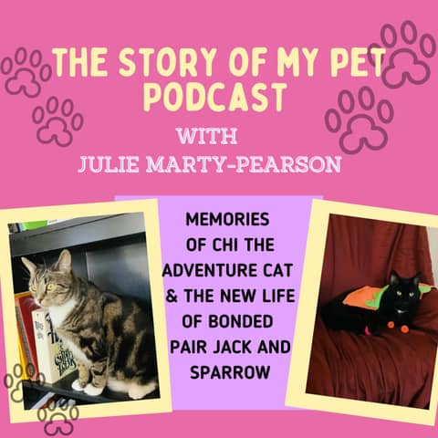 Memories of Chi the Adventure Cat and New Rescue Cats