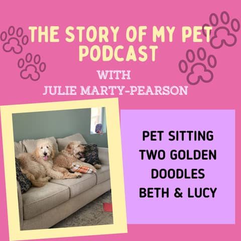 Pet Sitting Golden Doodle Dogs