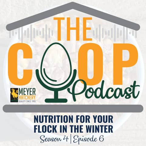 Nutrition For Your Flock in the Winter