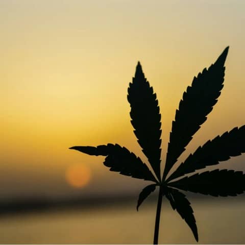 Hemp Renaissance and Conspiracies with Jordan Cook