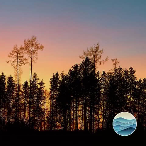 Night Cicadas: 30 Minutes of Soothing Insect Chorus for Sleep & Stillness