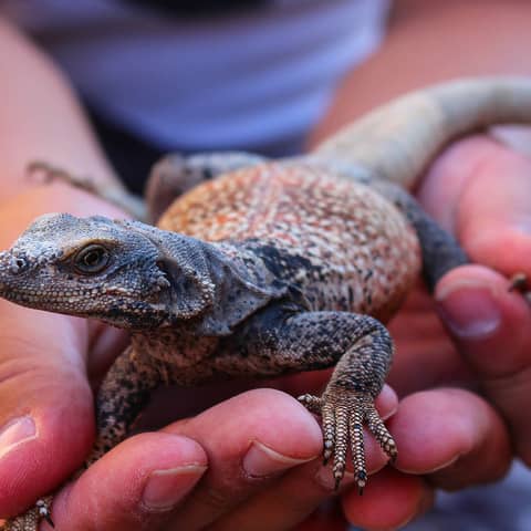 S4E1: Moab to Mojave: The Largest Conservation Corridor Explained S4E1: Moab to Mojave: The Largest Conservation Corridor Explained