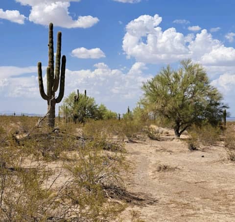 S2E12: The Majestic Saguaro, Part 1