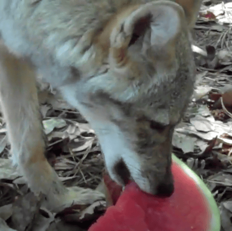 S3E17: Submerged No More! Restoring Chemehuevi Land and Traditions