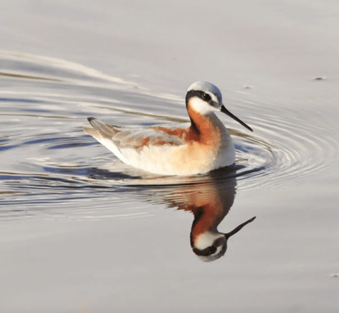 S3E10: Can the Wilson's Phalarope Save the  Great Salt Lake?