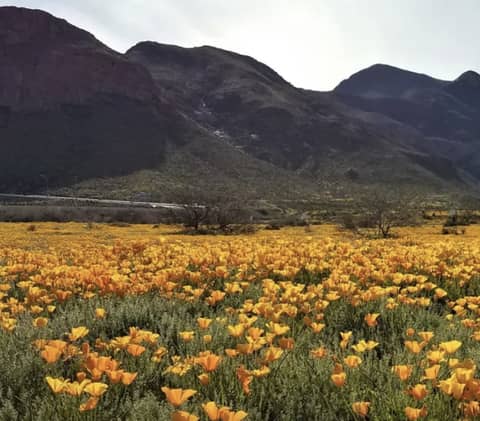 S3E7: Saving the Chihuahuan Desert with Frontera Land Alliance