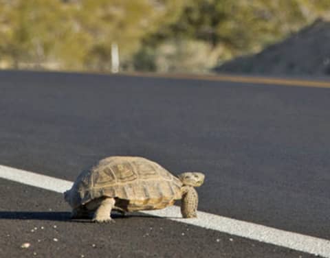 S3E29: Barbed Wire and Border Walls: The Unseen Cost of Fragmented Habitats