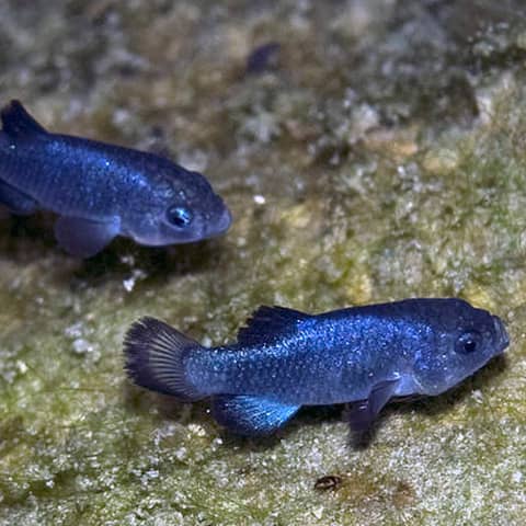 S2E10 Save Ash Meadows! S2E10 Save Ash Meadows!