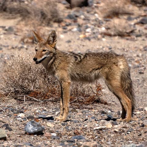 S1E6: Co(yot)existence — how to live with coyotes