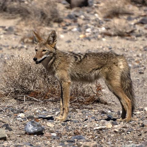 S1E6: Co(yot)existence — how to live with coyotes S1E6: Co(yot)existence — how to live with coyotes