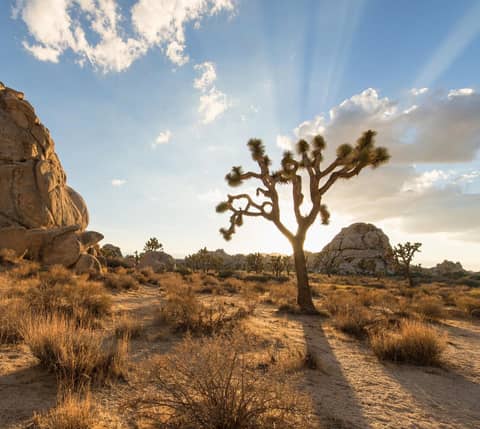 S4E32: Joshua Trees are Still Caught in the Climate Crossfire
