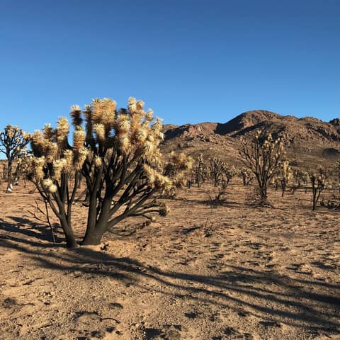 S1E3: The Life, Death, and Rebirth of Cima Dome S1E3: The Life, Death, and Rebirth of Cima Dome