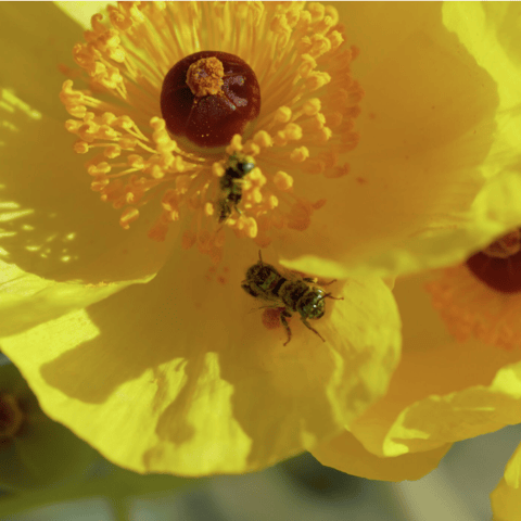 S5E3: How Honeybees Threaten The Desert's Native Pollinators
