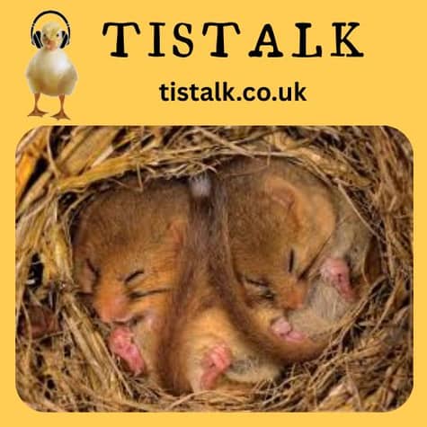 TisTalk: a community podcast from Tisbury, Wiltshire, UK TisTalk: a community podcast from Tisbury, Wiltshire, UK