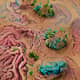Germ Theory Vs Terrain Model